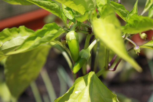 sweet-peppers-7-12-09